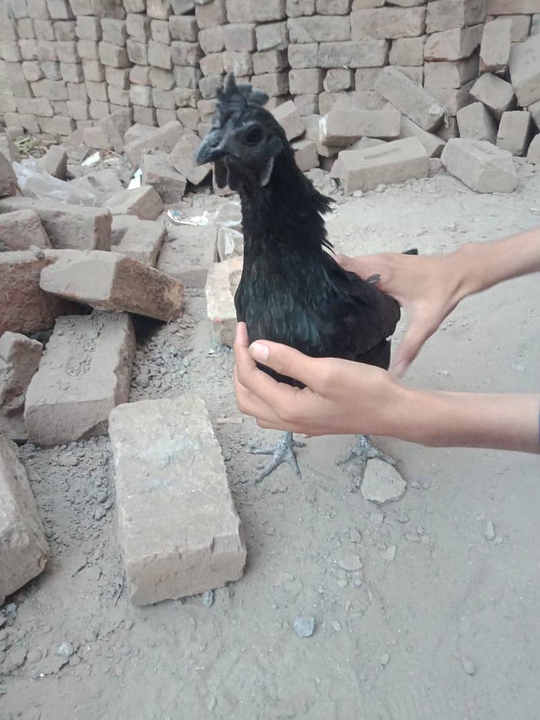 Ayam Cemani for sell 4