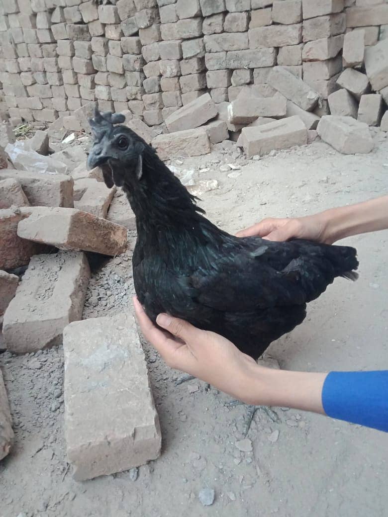 Ayam Cemani for sell 5