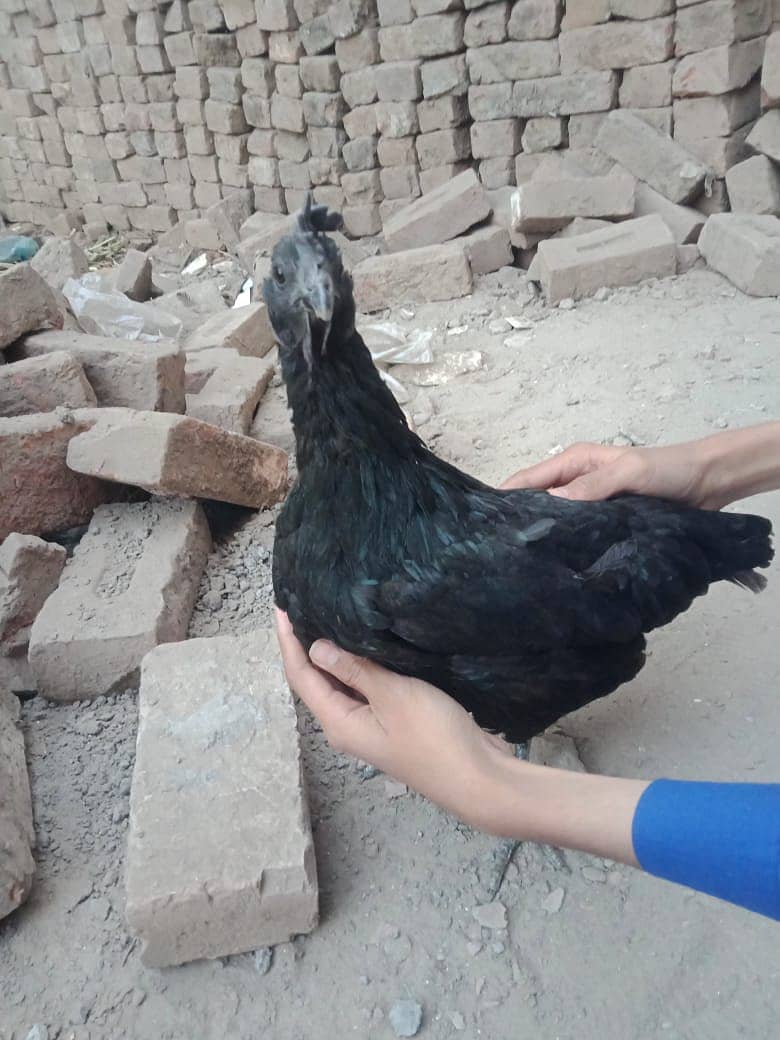 Ayam Cemani for sell 6