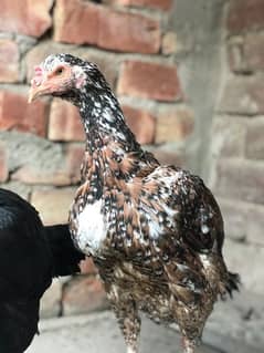 aseel hens for sale