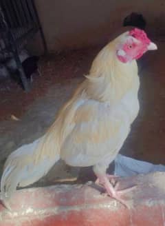 White rooster