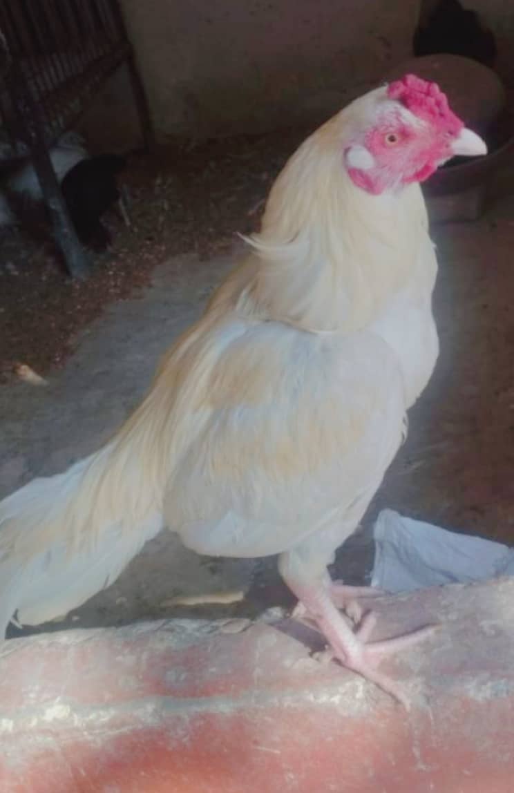 White rooster 1