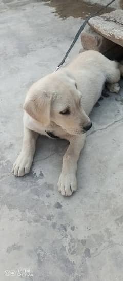 Original labrador baby dog for sale.