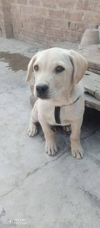 Original labrador baby dog for sale. 1