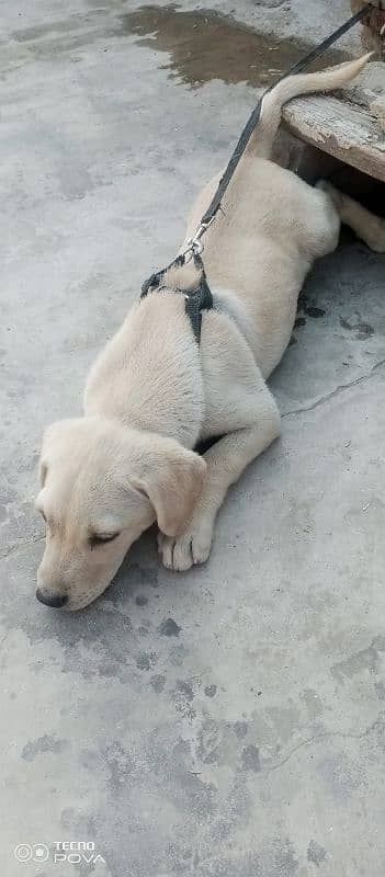 Original labrador baby dog for sale. 2