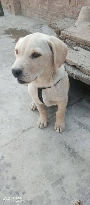 Original labrador baby dog for sale. 3