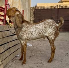 Makhi cheena | Bakra | Goat For Sale