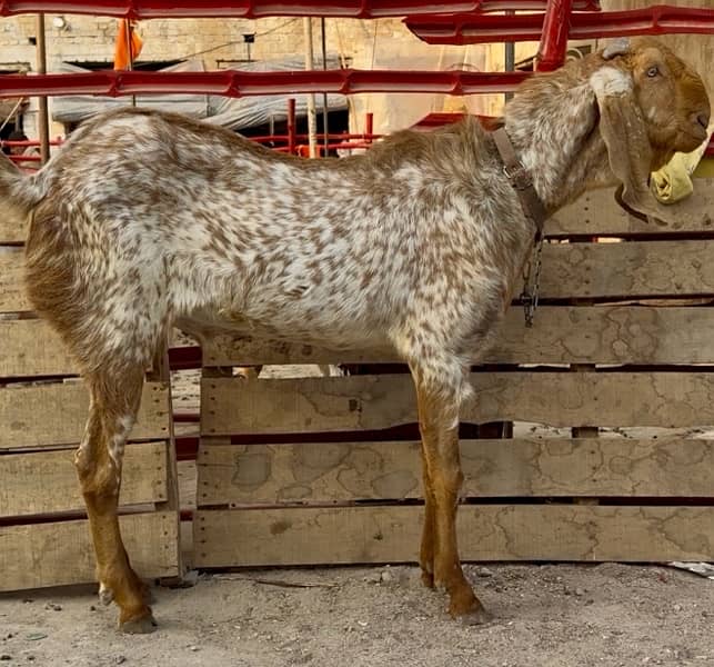 Makhi cheena | Bakra | Goat For Sale 1