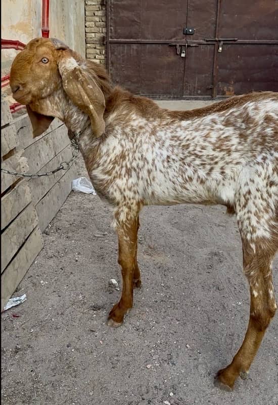 Makhi cheena | Bakra | Goat For Sale 2