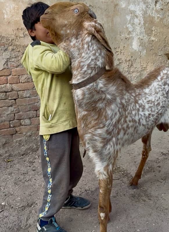 Makhi cheena | Bakra | Goat For Sale 3