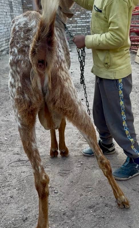 Makhi cheena | Bakra | Goat For Sale 4