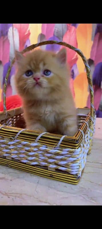 Persian cat for sale male or female my WhatsApp 0325=24=52=848 1