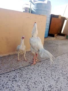 High Quality Heera Pair Urgent for Sale