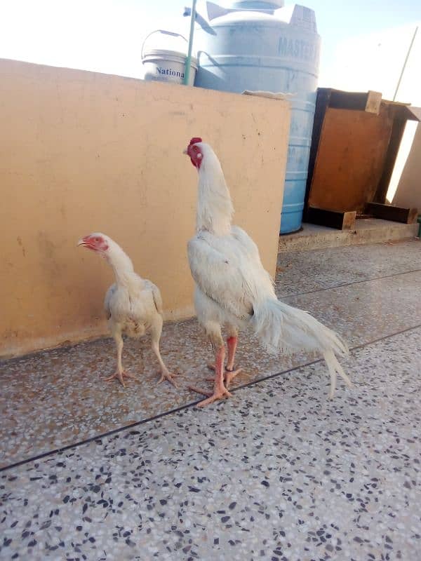 High Quality Heera Pair Urgent for Sale 1