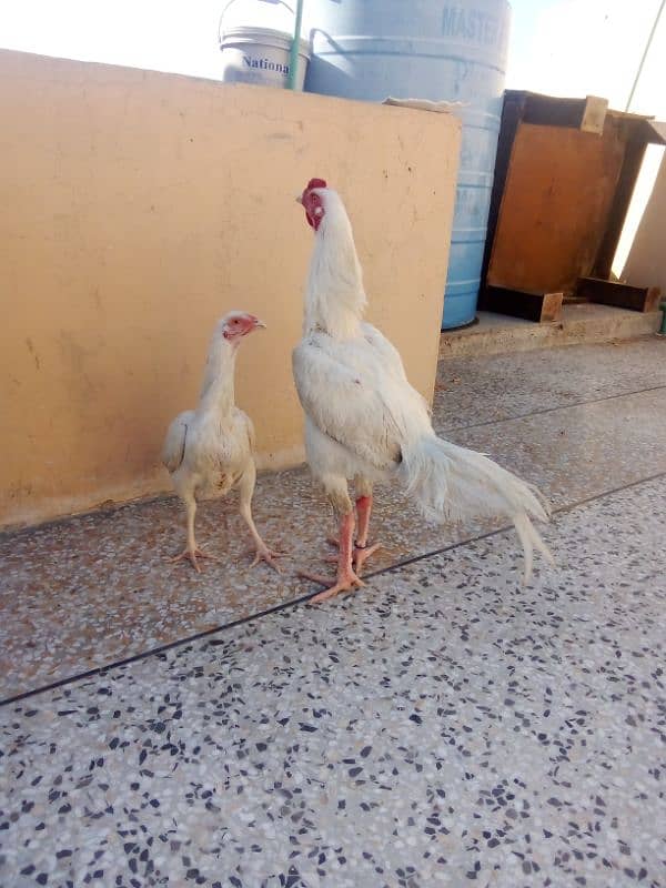 High Quality Heera Pair Urgent for Sale 2