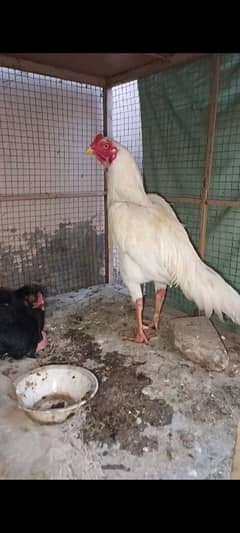 White Heera aseel male for sale