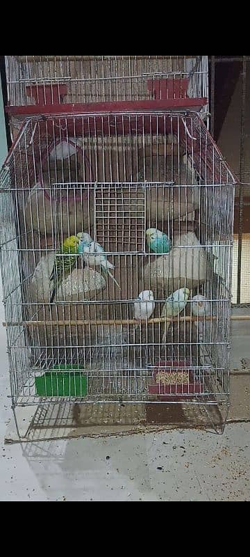 Ringneck ,Green euwing opaline female, Cocktail breeder males  budgies 2