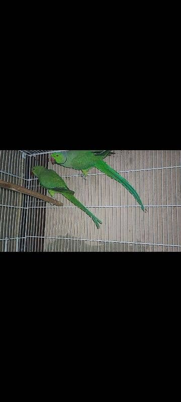 Ringneck ,Green euwing opaline female, Cocktail breeder males  budgies 3