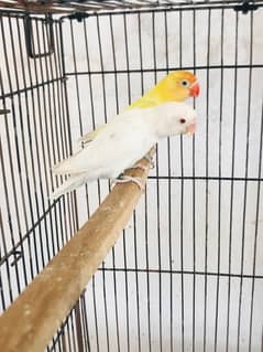 lovebirds, Albino, Parblue Pastelino