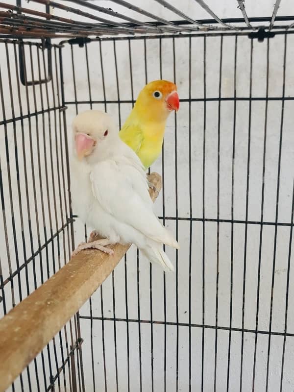 lovebirds, Albino, Parblue Pastelino 1