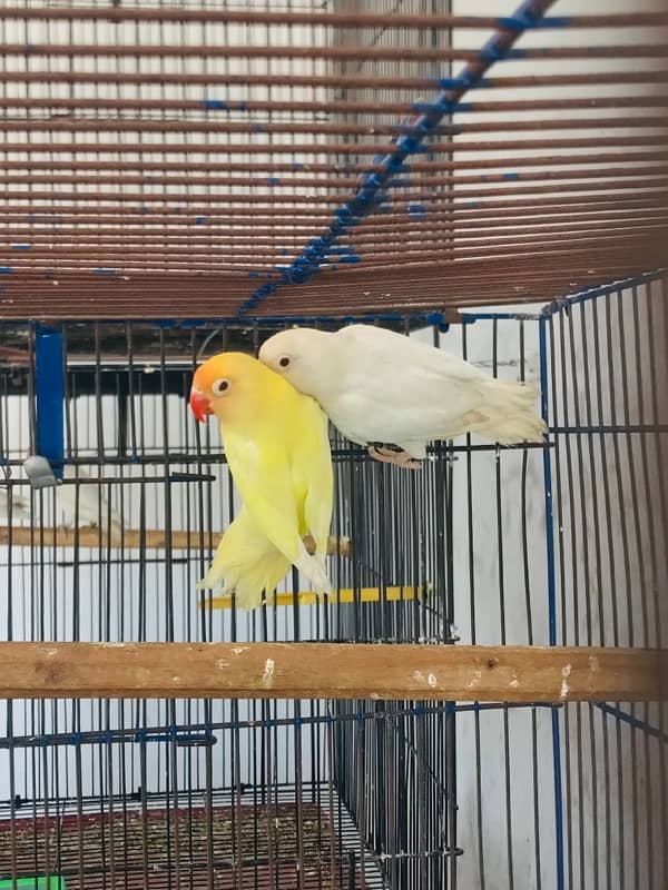 lovebirds, Albino, Parblue Pastelino 2