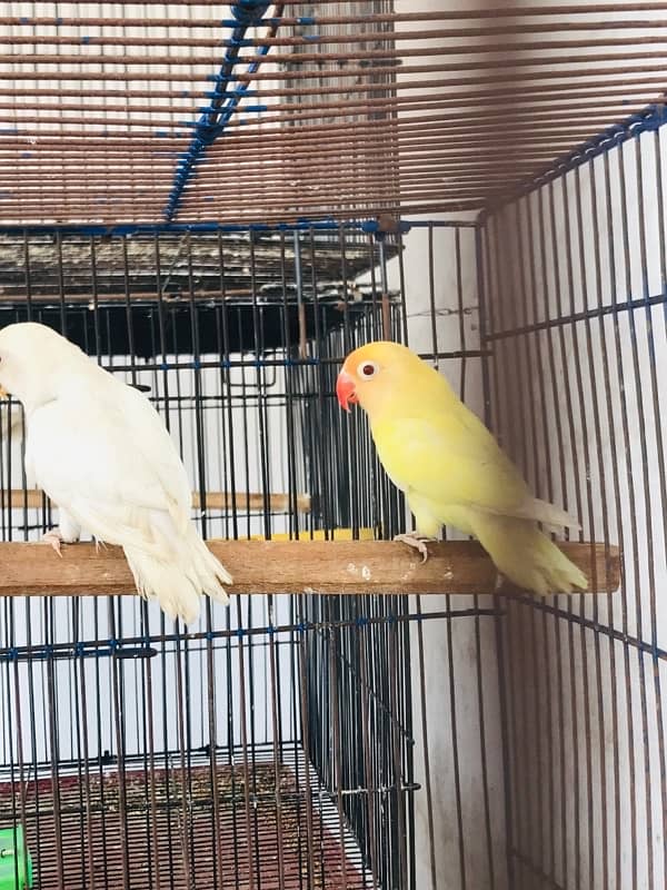 lovebirds, Albino, Parblue Pastelino 3