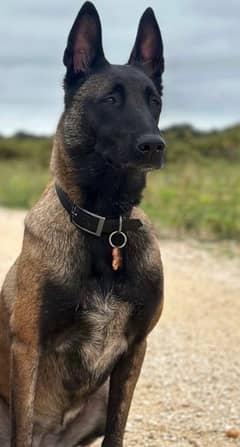 Belgian malinois