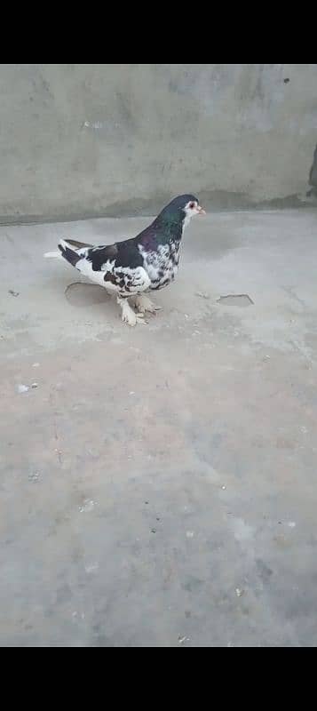 seya chap kalyari breeder female 0