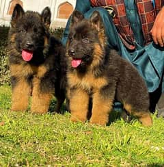 German Shepherd proper long coat 2 month pair for sale