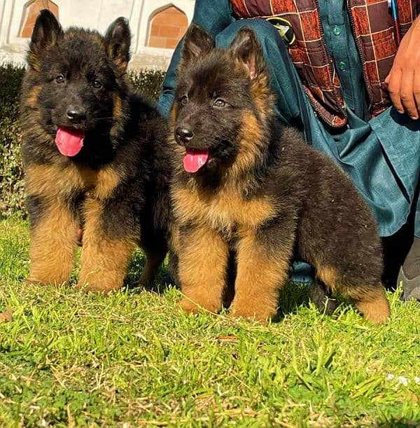 German Shepherd proper long coat 2 month pair for sale 0