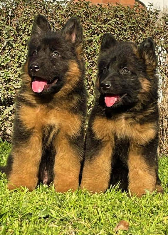 German Shepherd proper long coat 2 month pair for sale 1