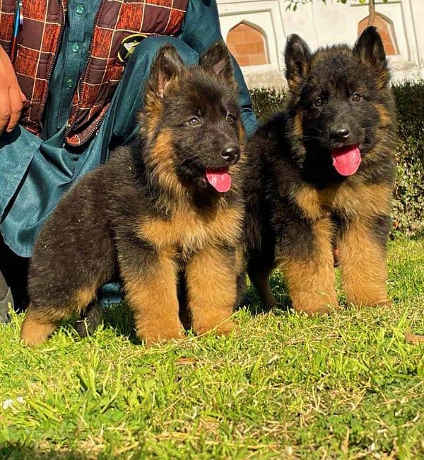 German Shepherd proper long coat 2 month pair for sale 2