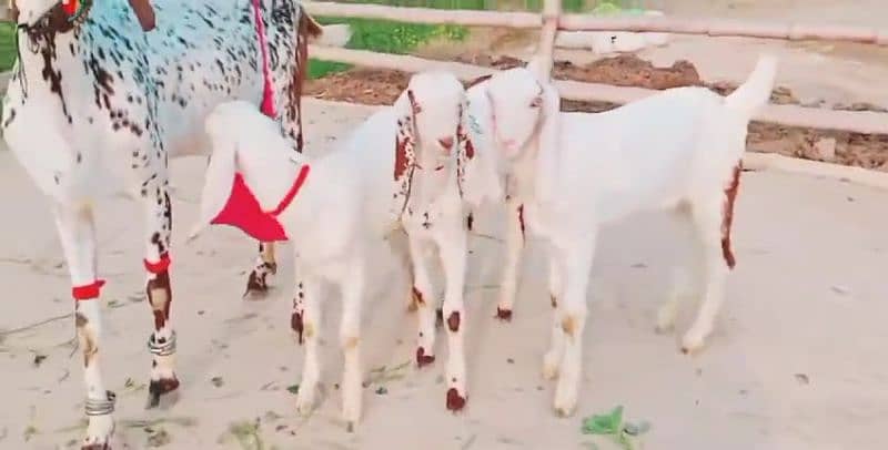 3 Bakri Our Bacchon Ka Sath For Sale Call Number 0349,69,44,797 2