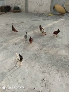 Desi Misri 7 Hens for Sale