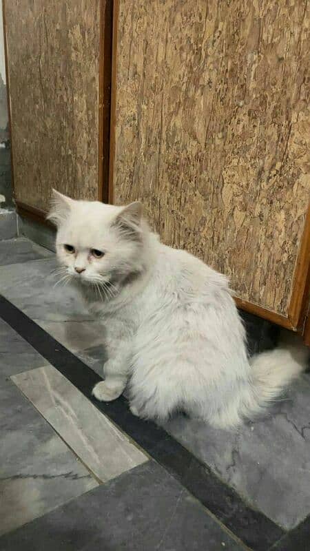 persian cat sale 0