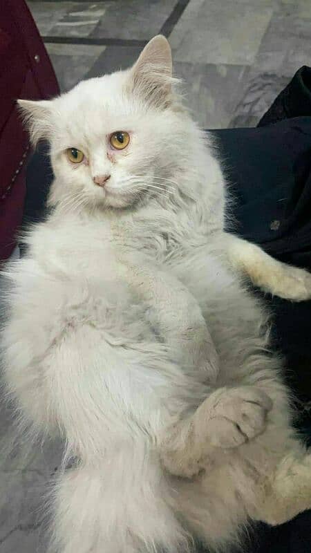 persian cat sale 2