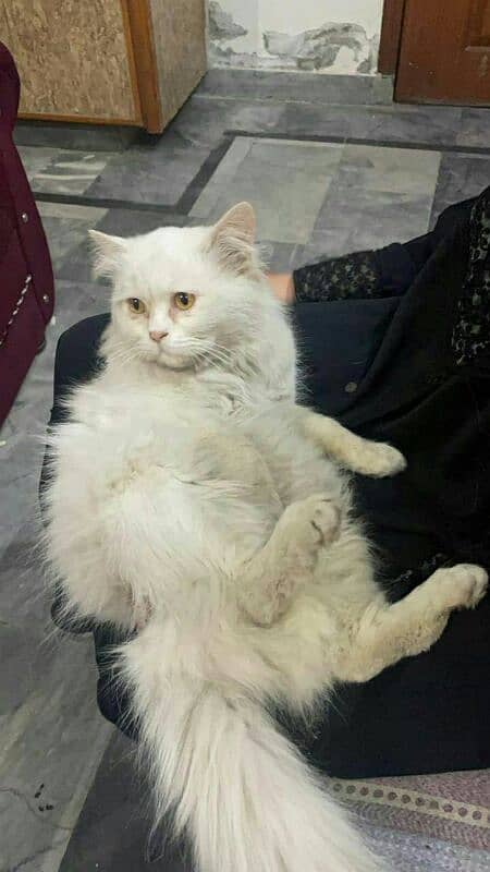 persian cat sale 3