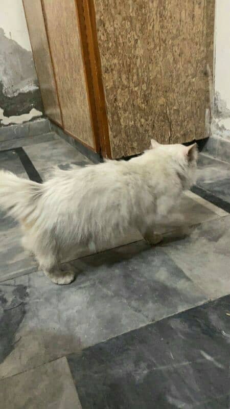 persian cat sale 4