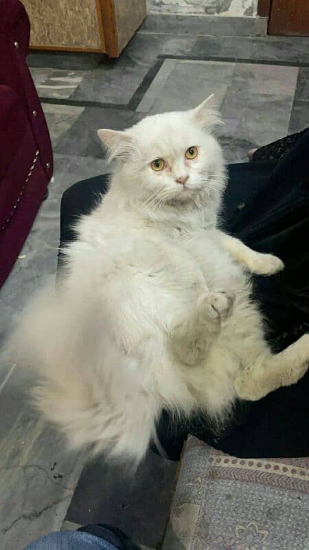 persian cat sale 5