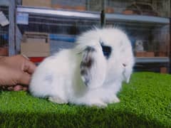 Holland lop | German Lop | Rabbit pair | Cute Bunnies | Rabbit baby