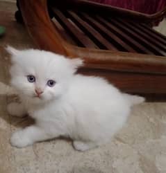 kitten for sale