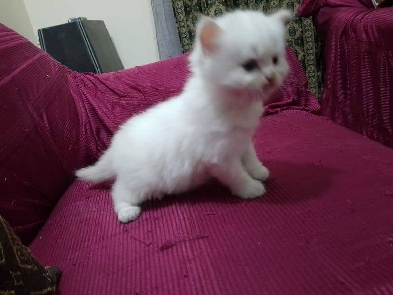 kitten for sale 2