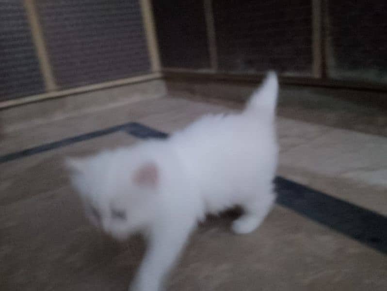 kitten for sale 4