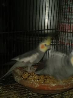 Cocktail and Buddies with separate cages