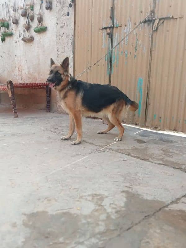 garman shepherd female for sale 2