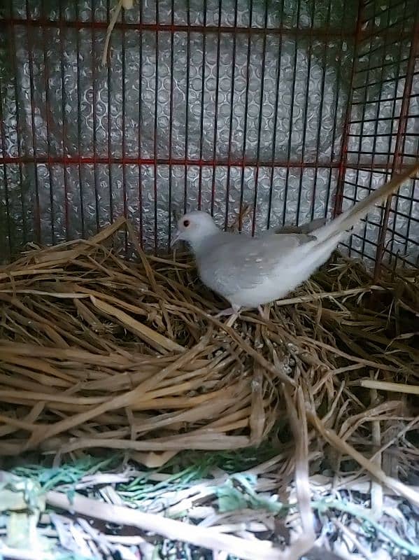 dove for sale 3