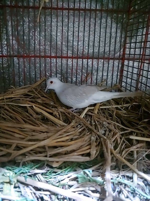 dove for sale 4