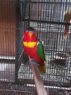 Yellow Bib Lory Breeder Male for sale