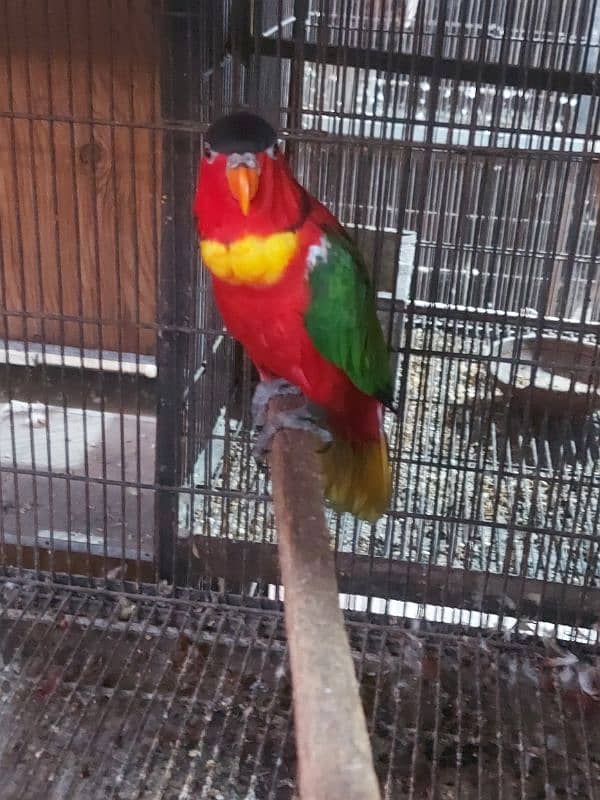 Yellow Bib Lory Breeder Male for sale 1