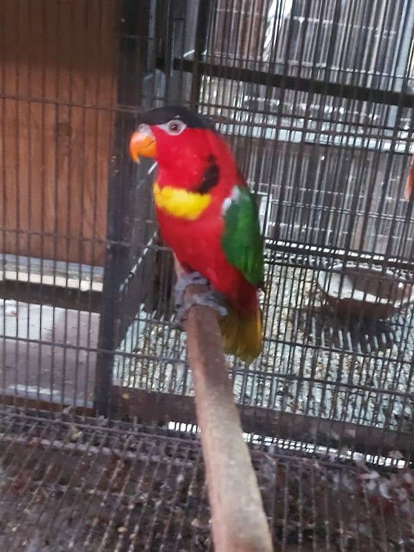 Yellow Bib Lory Breeder Male for sale 2